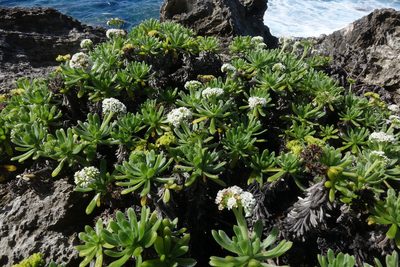 Heliotropium anomalum, photographed by John Barkla