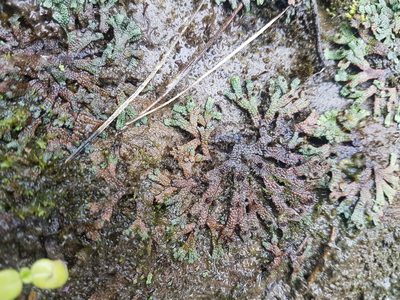Marchantia macropora, photographed by Emily Roberts