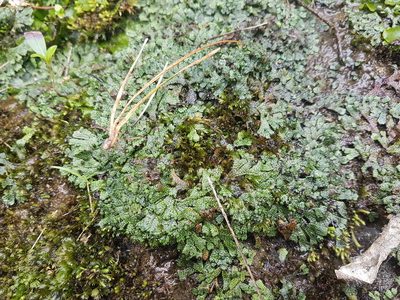 Marchantia macropora, photographed by Emily Roberts