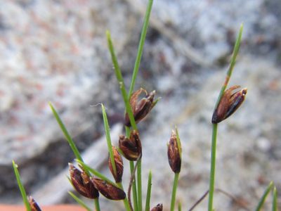 Ficinia oligantha, photographed by douglaseustonbrown