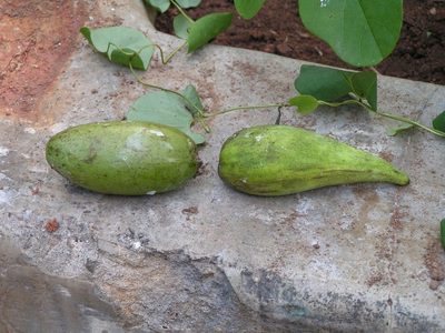 Ruehssia edulis, photographed by Francisco Farriols Sarabia