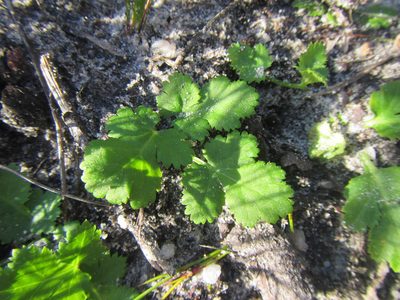 Chamarea gracillima, photographed by douglaseustonbrown