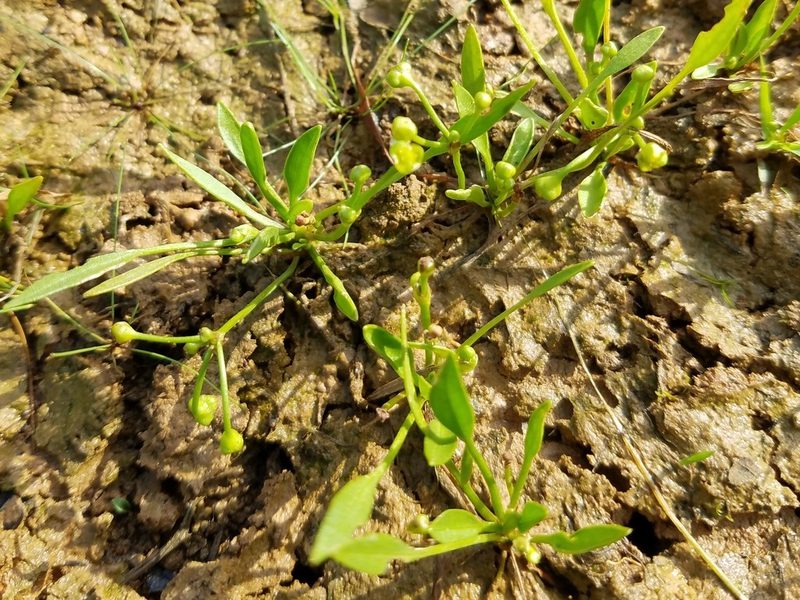 Helanthium tenellum, photographed by Leila Dasher