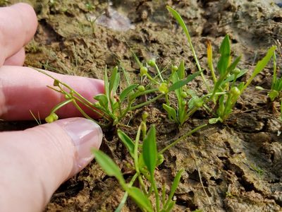 Helanthium tenellum, photographed by Leila Dasher