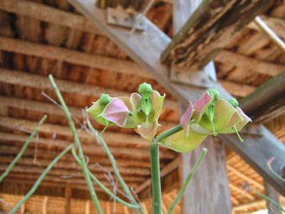 Euphorbia bracteata, photographed by Francisco Farriols Sarabia