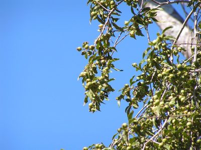 Psidium oligospermum, photographed by Francisco Farriols Sarabia