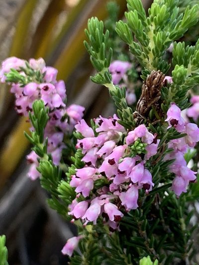 Erica paniculata, photographed by Matthew Fainman