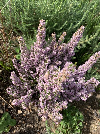 Erica paniculata, photographed by Matthew Fainman