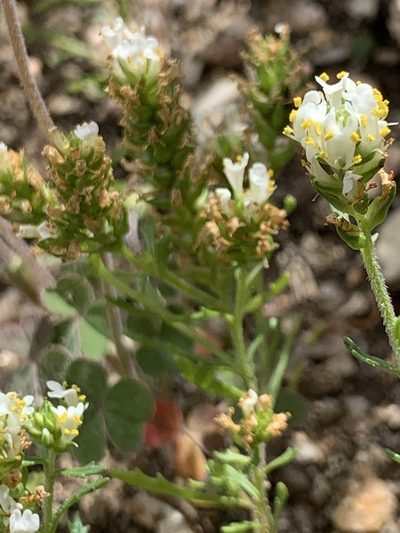 Hebenstretia repens, photographed by Matthew Fainman