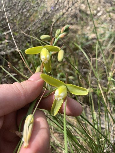 Albuca flaccida, photographed by Matthew Fainman
