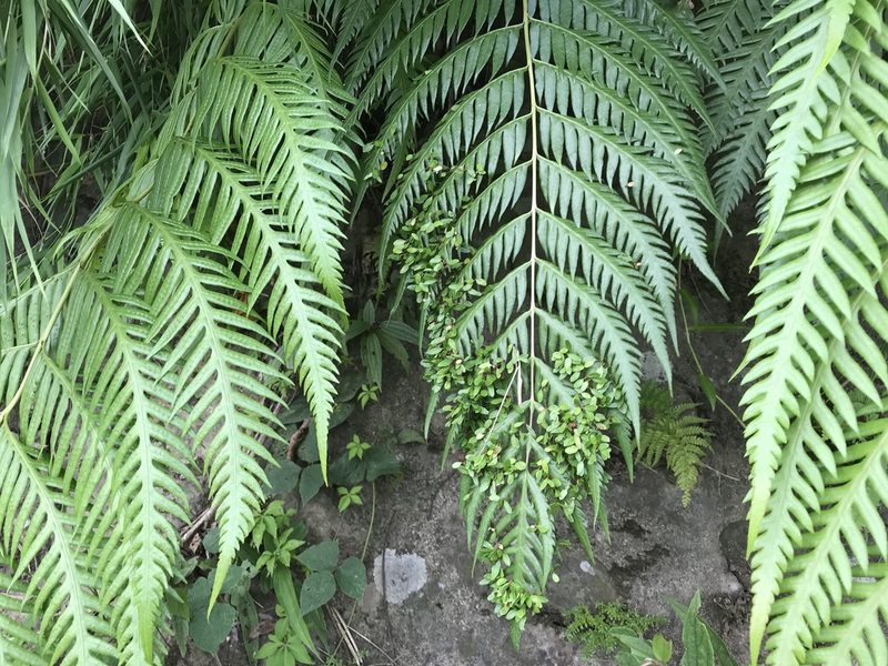 Woodwardia prolifera, photographed by lansan