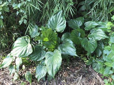 Alocasia cucullata, photographed by lansan