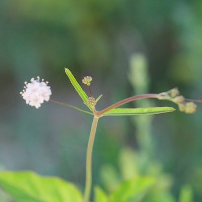 Boerhavia triquetra, photographed by Bill Levine