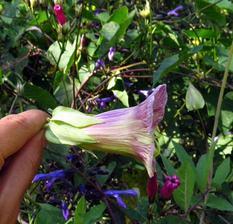 Cobaea stipularis, photographed by Guillermo Huerta Ramos