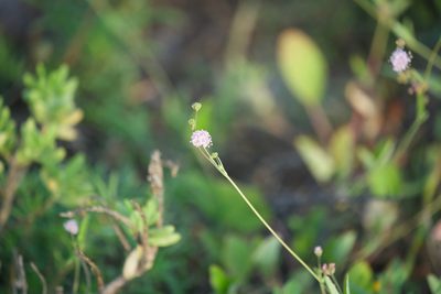 Boerhavia triquetra, photographed by Bill Levine