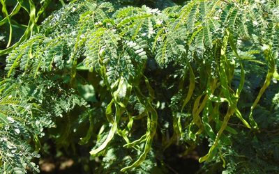Chloroleucon mangense, photographed by Francisco Farriols Sarabia