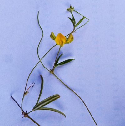 Rhynchosia leucoscias, photographed by David Rosenthal