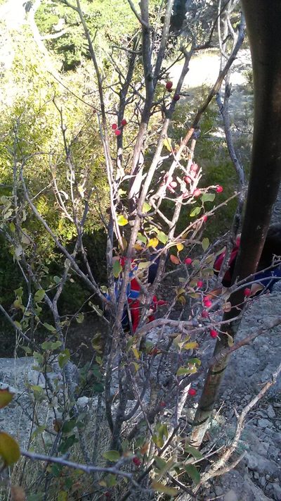Cotoneaster tauricus, photographed by Михаил Орлов