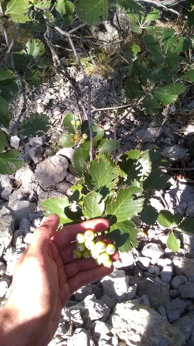 Aria umbellata, photographed by Михаил Орлов