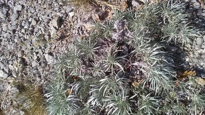 Onosma polyphylla, photographed by Михаил Орлов