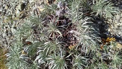 Onosma polyphylla, photographed by Михаил Орлов