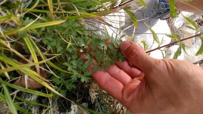 Pimpinella tragium, photographed by Михаил Орлов