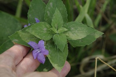 Ruellia drummondiana, photographed by Eric Knight