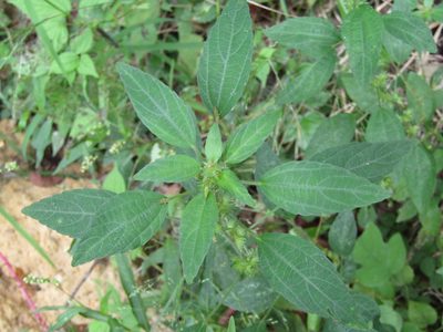 Acalypha virginica, photographed by jfox16