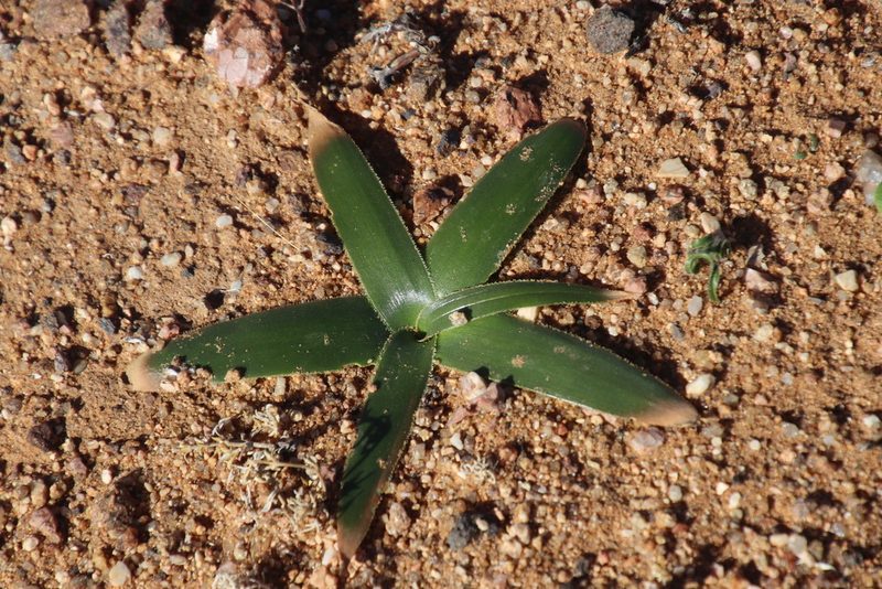Coilonox secundum, photographed by Tony Rebelo