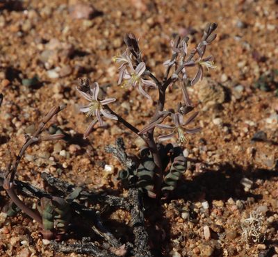 Trachyandra tortilis, photographed by Tony Rebelo