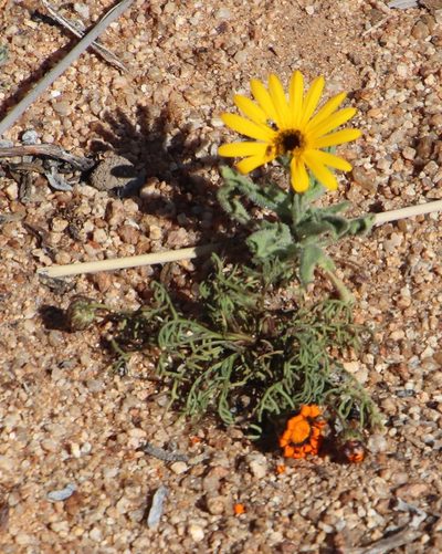 Ursinia calenduliflora, photographed by Tony Rebelo