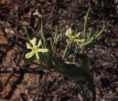 Moraea schlechteri, photographed by Tony Rebelo
