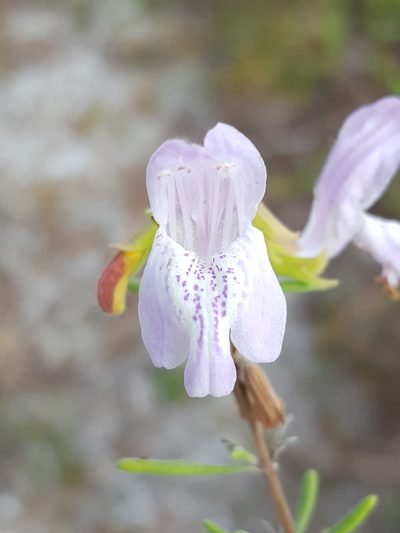 Conradina grandiflora, photographed by Alex Abair