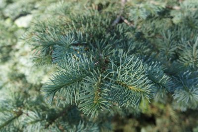 Abies magnifica, photographed by Henggang Cui