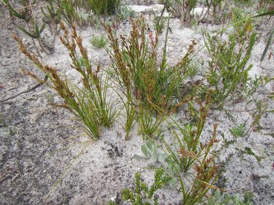 Tetraria microstachys, photographed by douglaseustonbrown