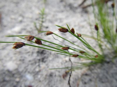 Ficinia oligantha, photographed by douglaseustonbrown