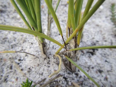 Ficinia pinguior, photographed by douglaseustonbrown