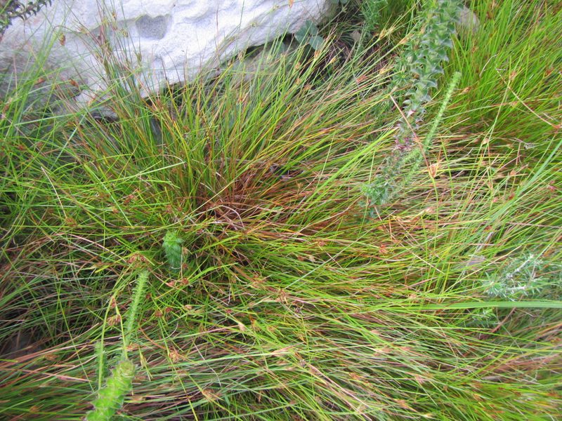 Ficinia anceps, photographed by douglaseustonbrown