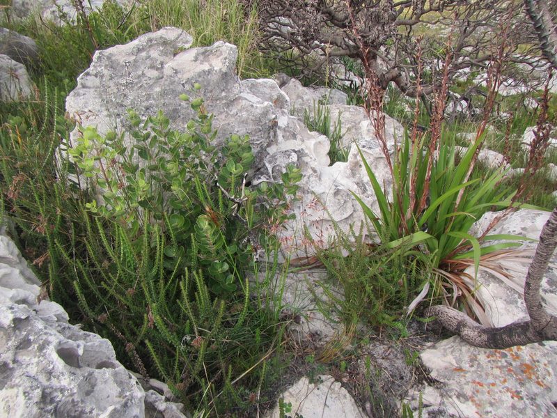 Pentameris aristidoides, photographed by douglaseustonbrown