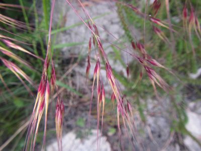 Pentameris aristidoides, photographed by douglaseustonbrown
