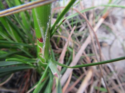 Pentameris aristidoides, photographed by douglaseustonbrown