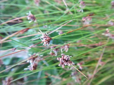 Ficinia acuminata, photographed by douglaseustonbrown