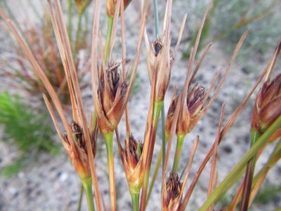 Ficinia pallens, photographed by douglaseustonbrown