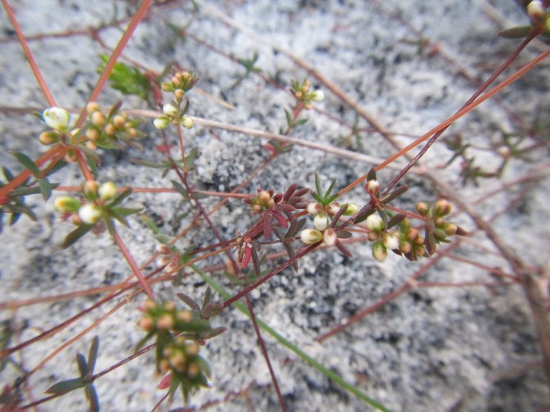 Adenogramma lichtensteiniana, photographed by douglaseustonbrown