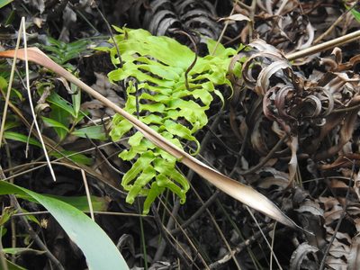Parablechnum triangularifolium, photographed by Emily Roberts