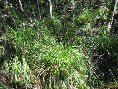 Carex lancea, photographed by douglaseustonbrown