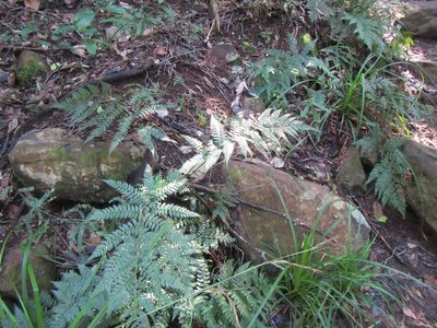 Polystichum pungens, photographed by douglaseustonbrown
