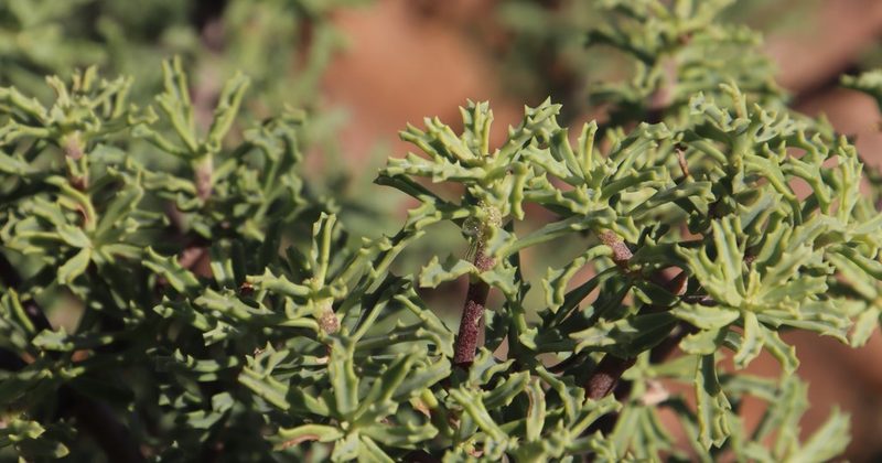 Othonna divaricata, photographed by Tony Rebelo