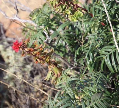Melianthus pectinatus, photographed by Tony Rebelo