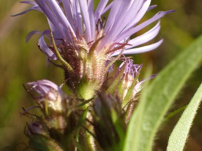 Canadanthus modestus, photographed by Allan Harris